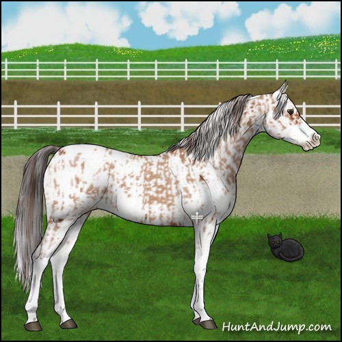 Horse Color:Bay Dun Sabino Appaloosa  and Bay Sabino Appaloosa 