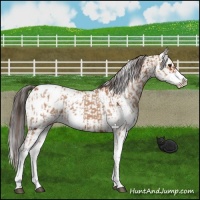 Horse Color:Bay Dun Sabino Appaloosa  and Bay Sabino Appaloosa 