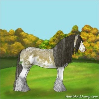 Horse Color:White Spotted Bay Ice Sabino Splash Appaloosa 
