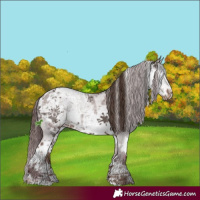 Horse Color:Chocolate Brown Roan Sabino Appaloosa  and White Spotted Liver Chestnut Ice Sabino 