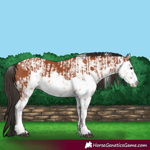 Horse Color:Bay Sabino  and Bay Sabino Rabicano 