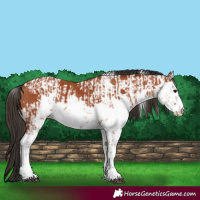 Horse Color:Bay Sabino  and Bay Sabino Rabicano 