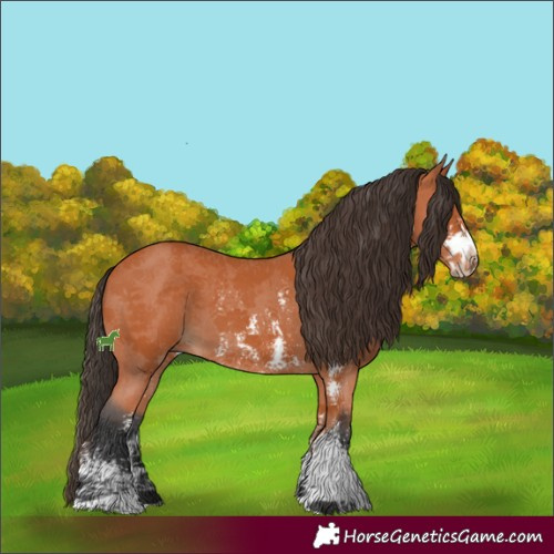 Horse Color:Bay Sabino  and Bay Sabino Rabicano 