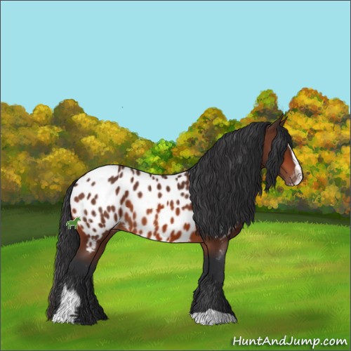 Horse Color:Bay Sabino Appaloosa