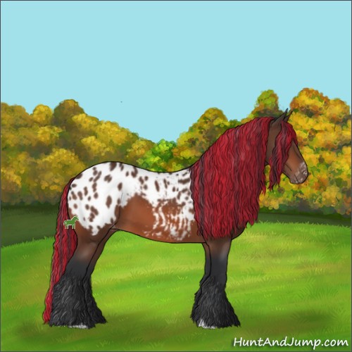 Horse Color:Painted Bay Sabino Appaloosa Rabicano