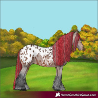 Horse Color:Painted Bay Sabino Appaloosa Rabicano 