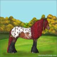Horse Color:Painted Bay Sabino Appaloosa Rabicano 