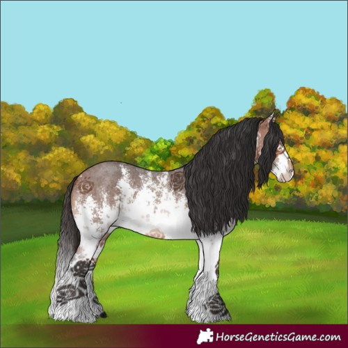 Horse Color:White Spotted Bay Sabino Splash Rabicano