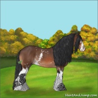 Horse Color:White Spotted Bay Sabino Splash Rabicano 