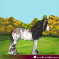Horse Color:White Spotted Bay Sabino Splash Rabicano 