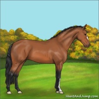 Horse Color:Bay 