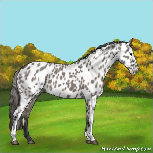 Horse Color:Grullo Appaloosa
