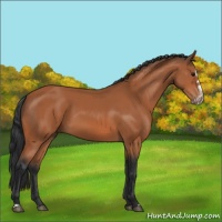 Horse Color:Bay Splash Frame