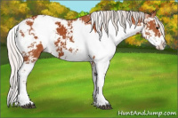 Horse Color:Silver Bay Sabino  and Silver Bay Sabino 