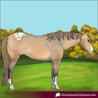 Horse Color:Buckskin Varnish 