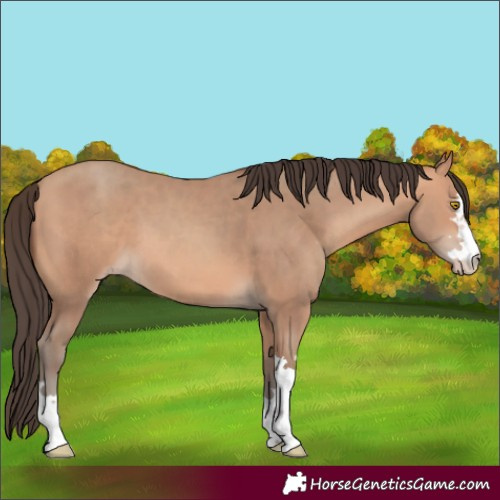 Horse Color:Amber Champagne 