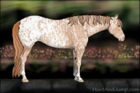 Horse Color:Gold Champagne Appaloosa  and Gold Champagne Appaloosa 