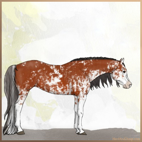 Horse Color:Bay Sabino and Bay Sabino Splash