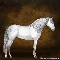 Horse Color:Gray Liver Chestnut 