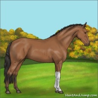 Horse Color:Bay 