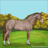 Horse Color:Red Roan Splash Frame 