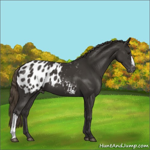 Horse Color:Smoky Black Appaloosa 
