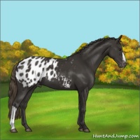 Horse Color:Smoky Black Appaloosa 