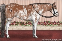 Horse Color:Bay Sabino  and Bay Sabino 