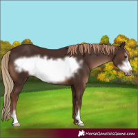 Horse Color:Liver Chestnut Sabino Frame 