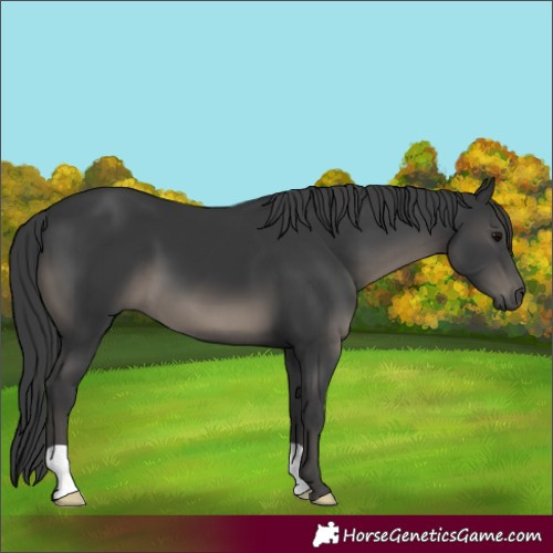 Horse Color:Black 