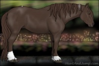 Horse Color:Liver Chestnut Tobiano