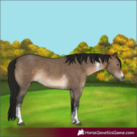Horse Color:Gray Brown Dun Sabino Rabicano