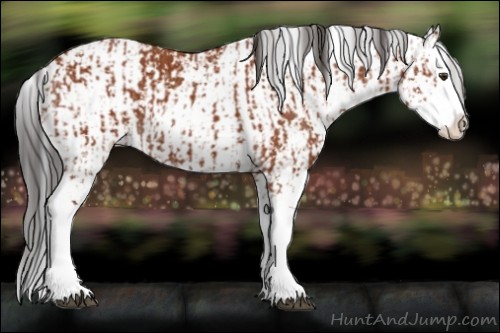 Horse Color:Bay Sabino Splash  and Bay Sabino Splash 