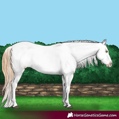 Horse Color:Palomino Appaloosa  and Chestnut Appaloosa 