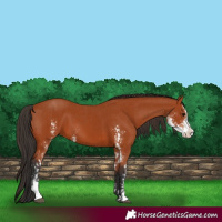 Horse Color:Bay Sabino  and Bay Sabino Splash 