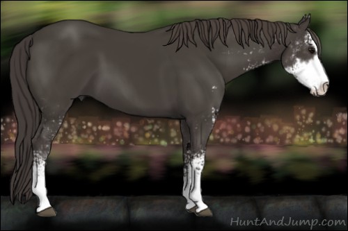 Horse Color:Smoky Black Sabino 