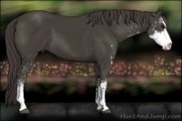 Horse Color:Smoky Black Sabino 
