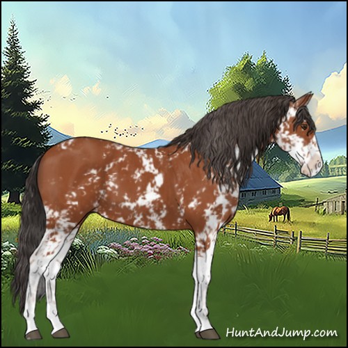 Horse Color:Bay Sabino  and Bay Sabino 