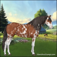 Horse Color:Bay Sabino  and Bay Sabino 
