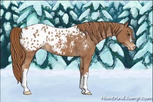 Horse Color:Chestnut Appaloosa 