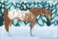 Horse Color:Chestnut Appaloosa 