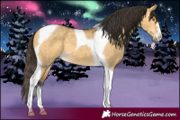 Horse Color:Buckskin Dun Tobiano
