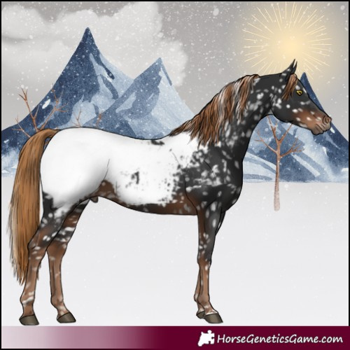 Horse Color:Gray Liver Chestnut Near Fewspot