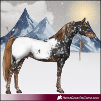 Horse Color:Gray Liver Chestnut Appaloosa 