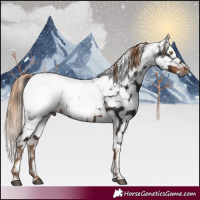 Horse Color:Gray Liver Chestnut Appaloosa