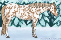 Horse Color:Chestnut Appaloosa Rabicano 
