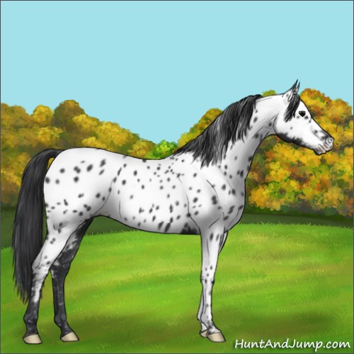 Horse Color:Black Appaloosa