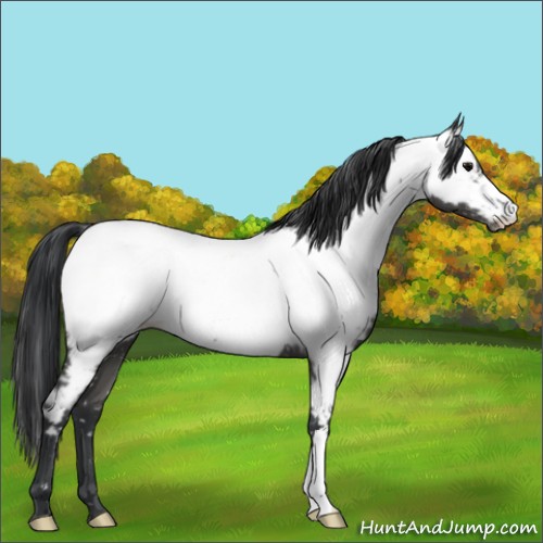 Horse Color:Blue Roan Appaloosa