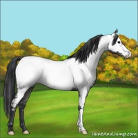 Horse Color:Blue Roan Appaloosa 