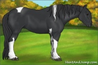 Horse Color:Black Tobiano